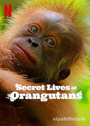 Orangutanların Gizli Yaşamı 2024 izle